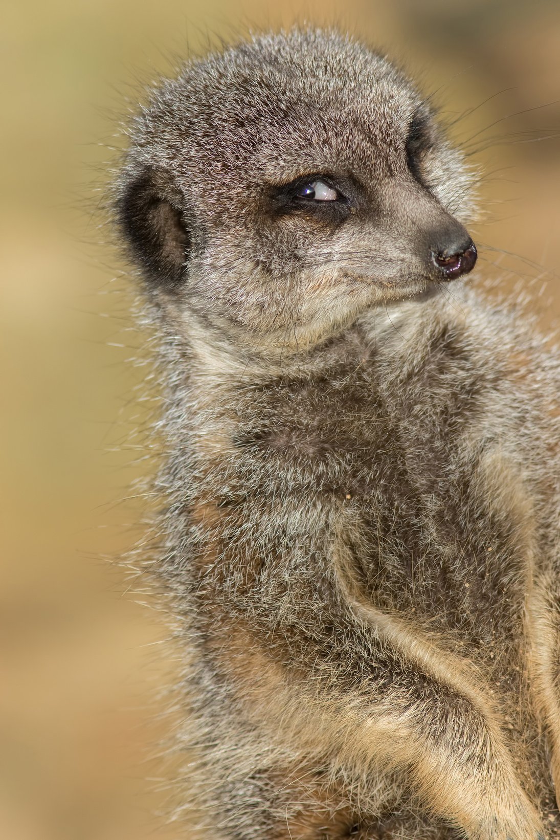 Funny animal meme image of photogenic meerkat smiling for camera